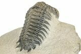 Detailed Crotalocephalina Trilobite - Atchana, Morocco #252412-2